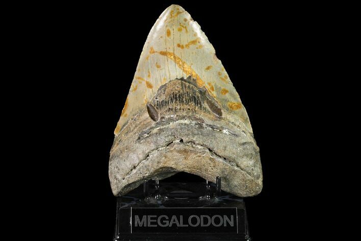 Fossil Megalodon Tooth - + Foot Prehistoric Shark #145408
